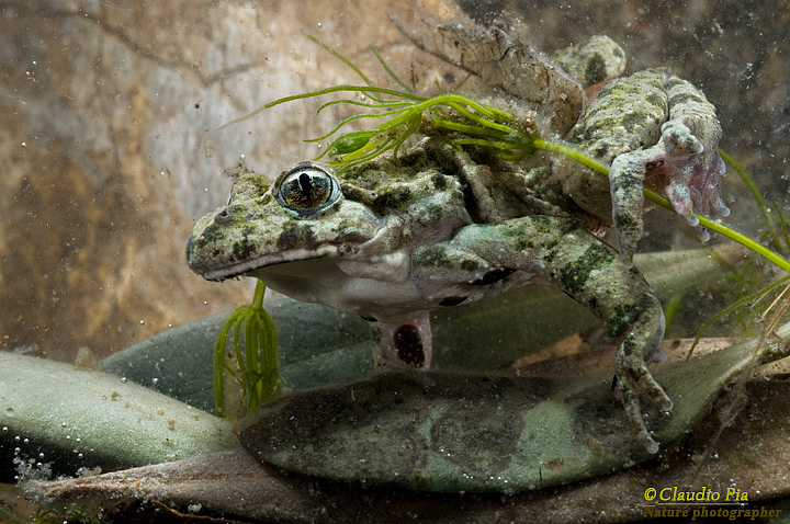 Pelodytes punctatus, Pelodite punteggiato, Common Parsley Frog, Sapillo moteado común